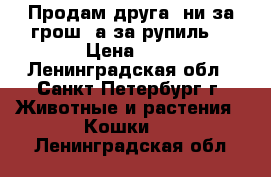 Продам друга (ни за грош, а за рупиль) › Цена ­ 1 - Ленинградская обл., Санкт-Петербург г. Животные и растения » Кошки   . Ленинградская обл.